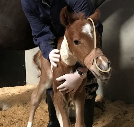 Equine Services