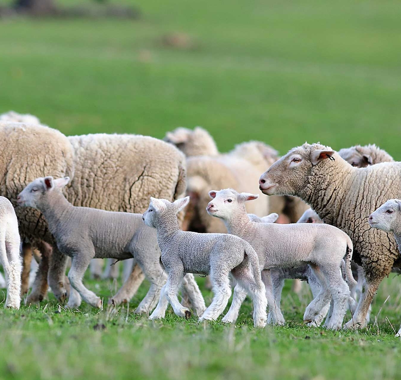 Sheep Services
