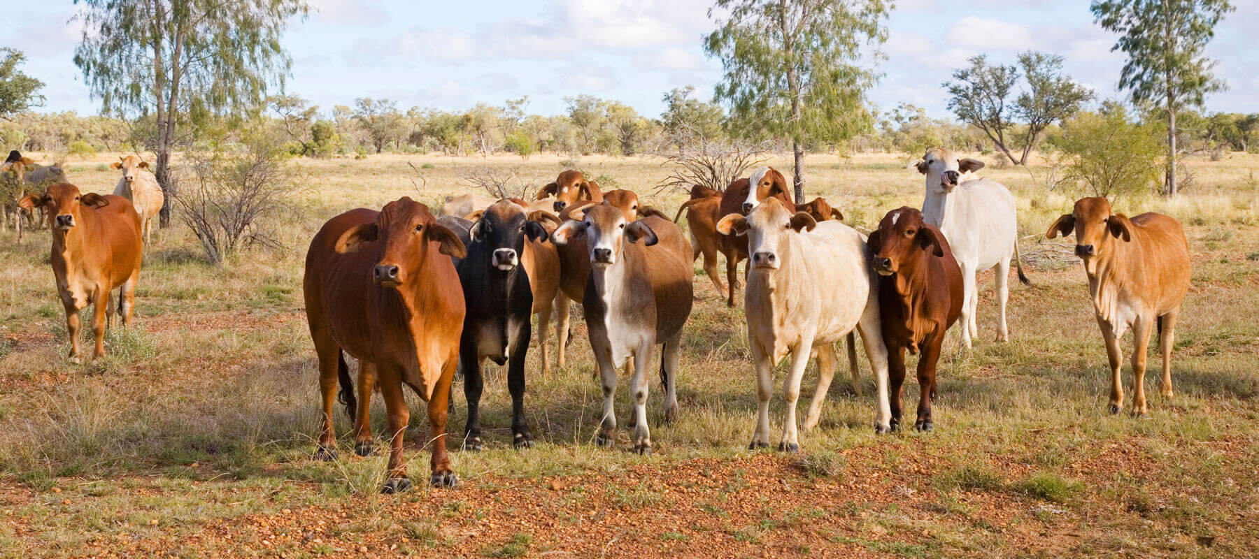 veterinarian-in-Gympie QLD