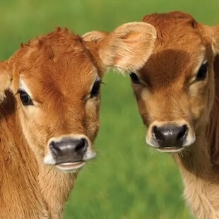 Cattle Services in #