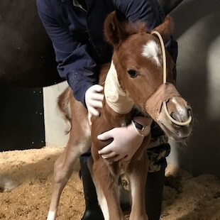 Equine Services in #