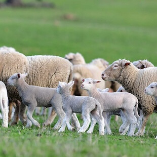 Sheep Services in #