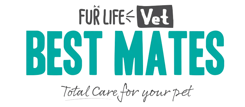 Best Mates Companion Animals Best Mates Companion Animals
