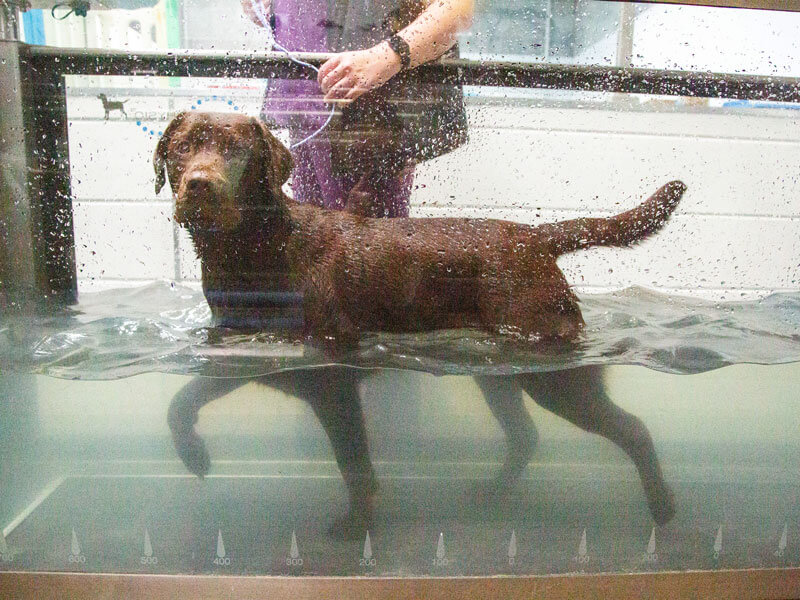 Canine Rehab Companion Animals