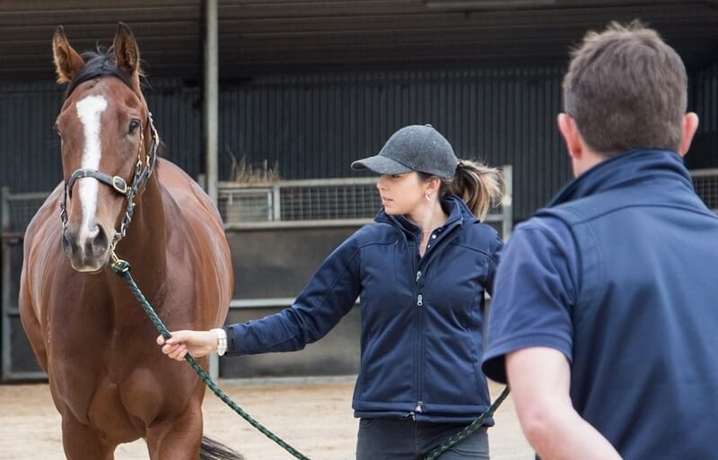 Equine Lameness