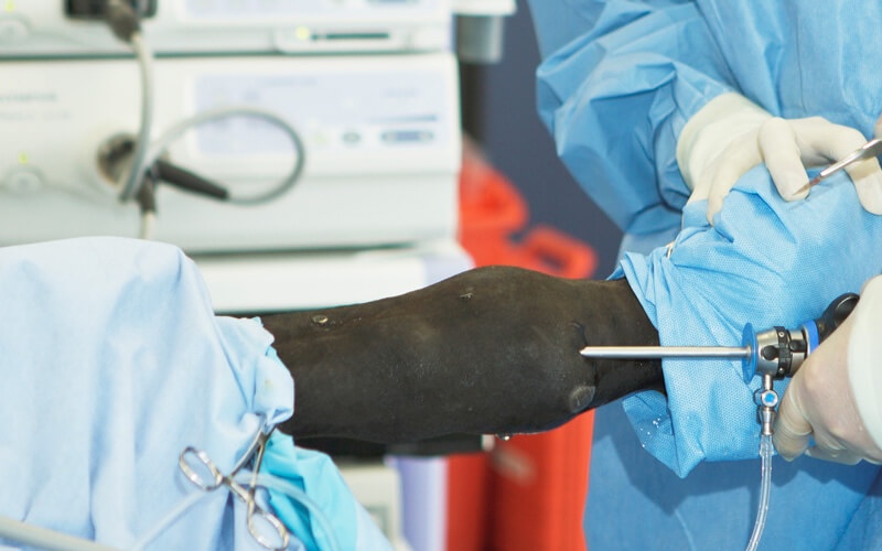 Equine Surgery