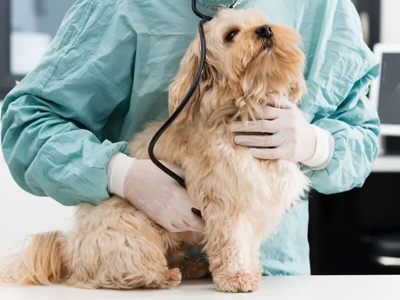 Health Checks Companion Animals