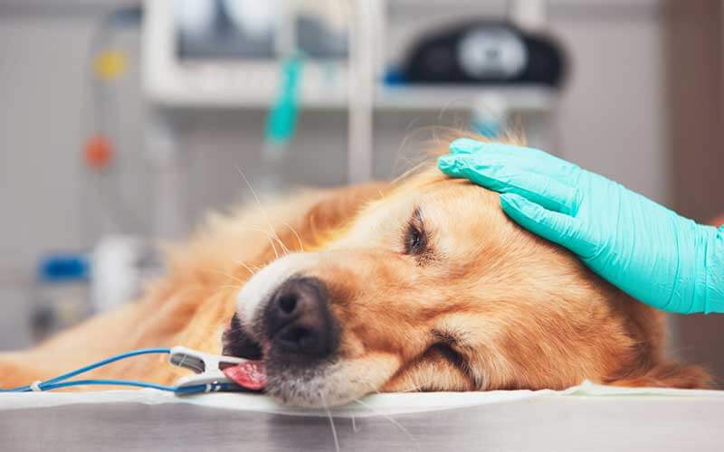 Surgery Companion Animals