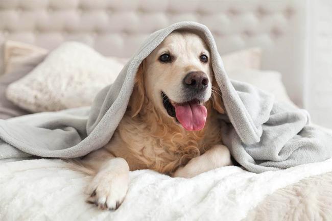 Veterinary Clinic in Gympie Queensland